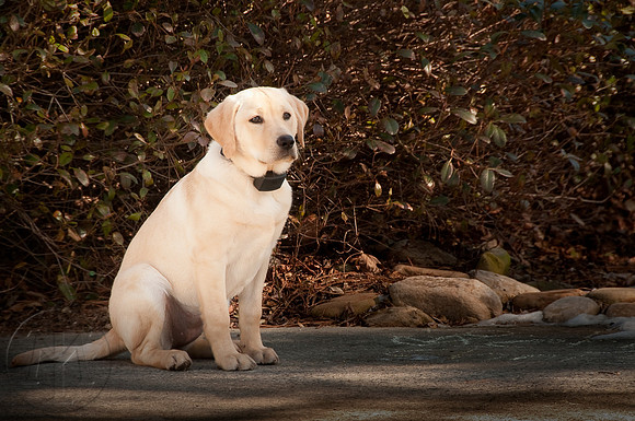 Gracie @ 15 Weeks